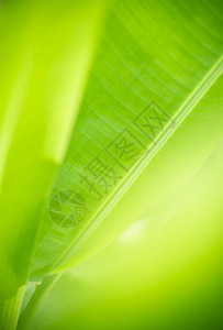绿香蕉叶美丽迷人的自然景观在花园中模糊的绿色背景下图片