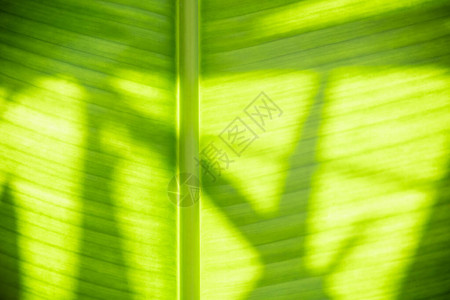 在花园的阳光和阴影绿化背景上特写美丽的纹理绿色香蕉叶图片
