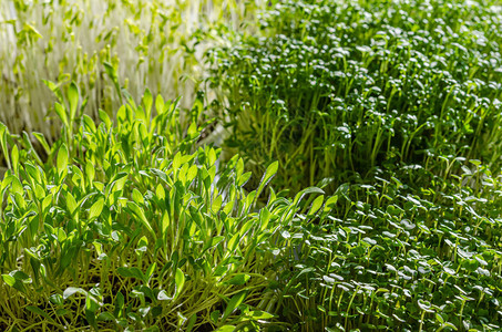 阳光下的微型植物绿扁豆水芹小米和芝麻菜的芽绿色幼苗幼苗和子叶的正面图背景图片
