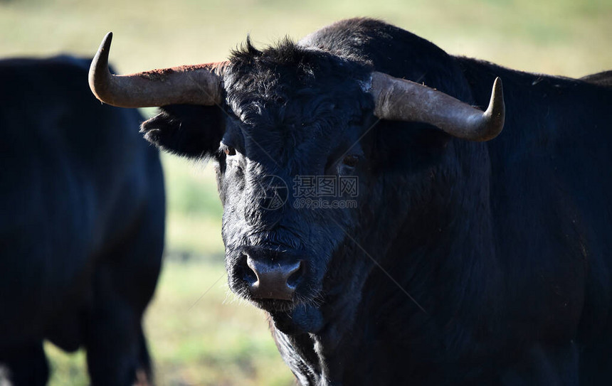长着大角的西班牙公牛图片
