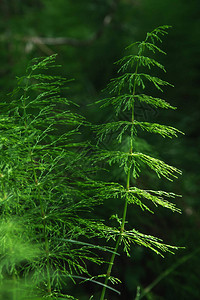 天然绿色背景和纹理美丽的马尾田在森林中图片