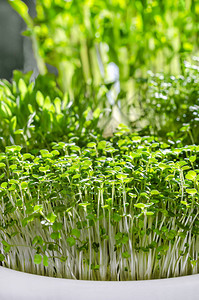 阳光下碗里的微型蔬菜芝麻菜水芹小米和荷兰豆芽绿色幼苗幼苗和子叶的正面图背景图片