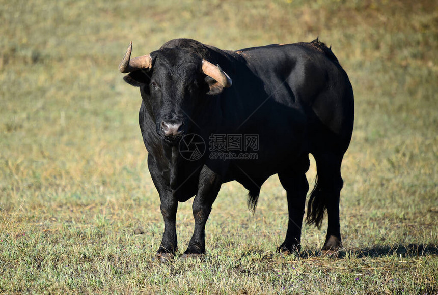长着大角的西班牙公牛图片