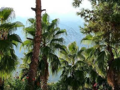 在迎面而来的光雾背景中的棕榈树图片