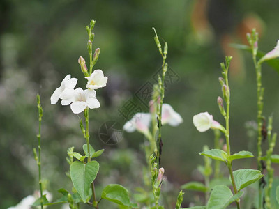 花园中的白色花朵美丽的花束与自然图片