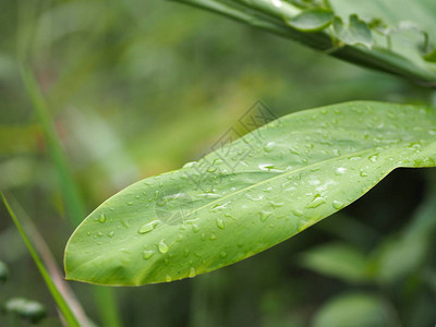 绿叶雨季特写滴雨模糊了绿色自然背景图片