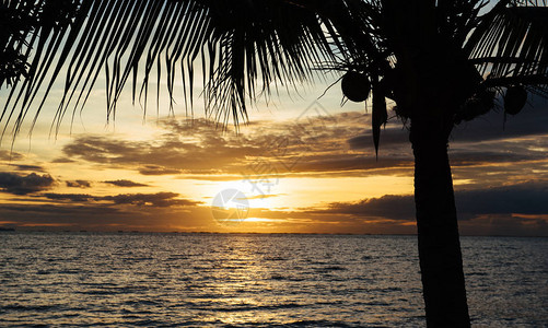 椰子棕榈树的背影与金色的阳光图片