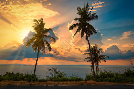 日落时在海滩上剪影椰子树图片