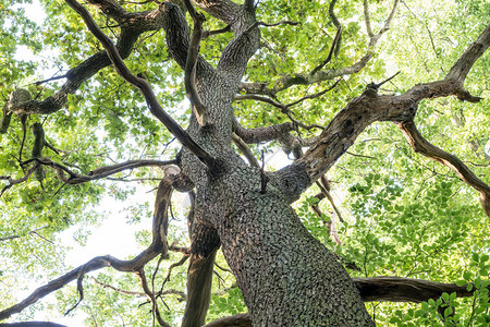 这棵老树在兰芒阿登的图片