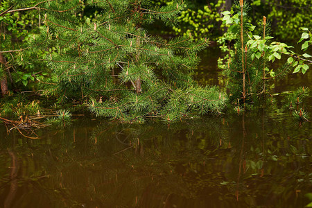 泉水喷泉水淹没了角林浅地的水下露出幼松树枝图片