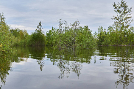 洪涝期间的泉水景观树林被淹没树图片