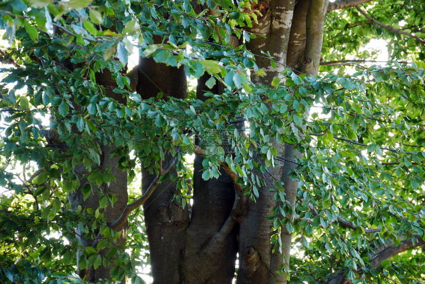 一棵大山毛榉树上长着绿叶的嫩枝图片