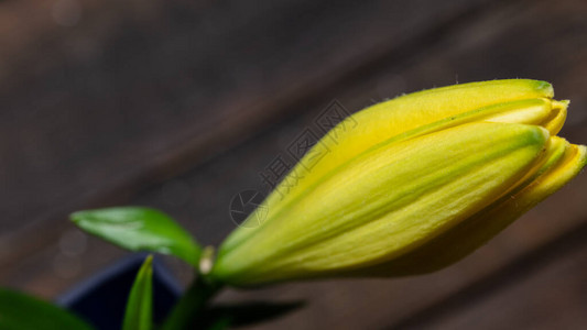 一束百合开花图片