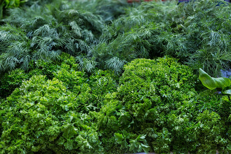 一堆蔬菜莳萝欧芹罗勒香菜放在农场集市的柜台上健康适当营养的概念图片