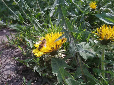 蜜蜂在花园里的蒲公英上背景图片