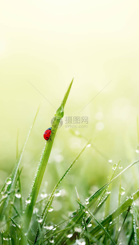 绿草与露珠和瓢虫在晨光中新鲜的春天绿色背景图片