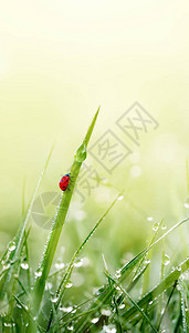 绿草与露珠和瓢虫在晨光中新鲜的春天绿色背景图片