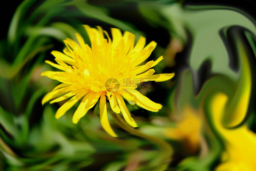 Aster花朵的明亮黄色花瓣在旋流中旋转宏观照图片