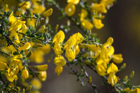 有一棵有美丽的黄色花朵的扫帚灌木焦点放图片