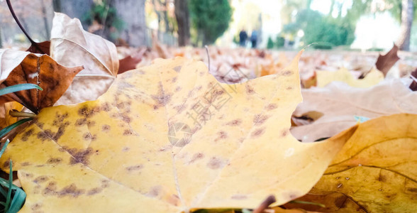 在模糊的公园背景上特写黄色枫叶秋天的概念秋叶枫叶的图片