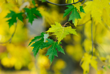 秋天树上的绿枫叶和黄叶图片