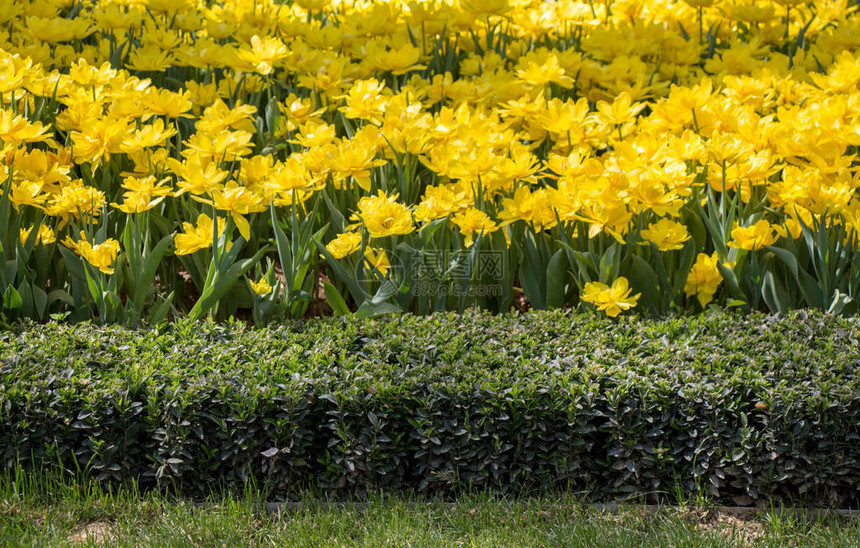 春天花园里盛开的黄色花朵图片