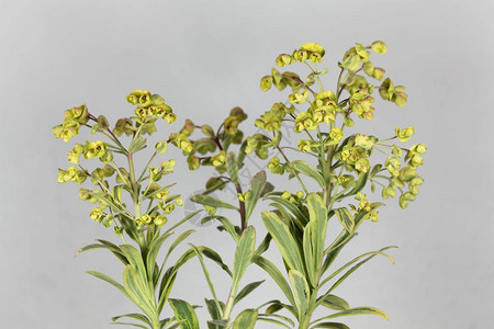 花园的花朵EuphorbiaEuphorbi图片