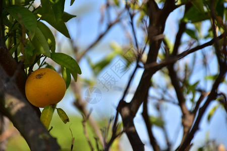 树上的黄橙图片