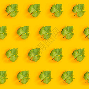 绿色葡萄叶的对角图案图片