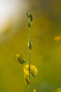 大自然中的黄色花朵背景图片