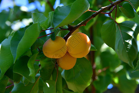 树枝上的三个黄杏图片
