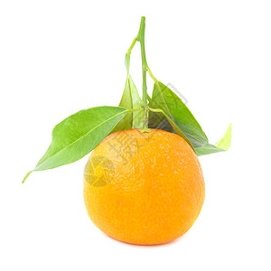 橙色普通话与孤立的白色背景上的绿叶图片