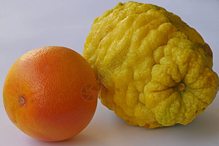 白色背景上的葡萄柚和佛手柑图片