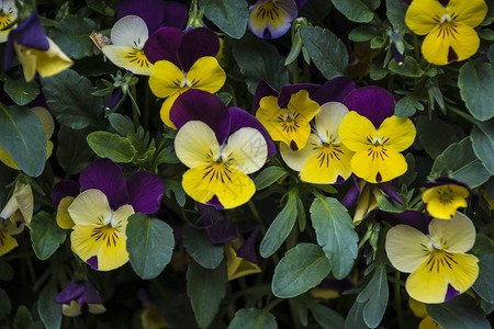 三色堇花朵鲜艳的黄色和紫色春天的颜色花脸的宏观图像花园里图片