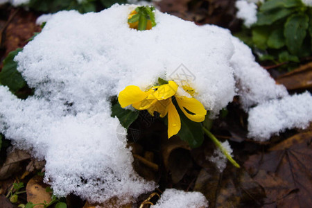雪下花朵的特写图片