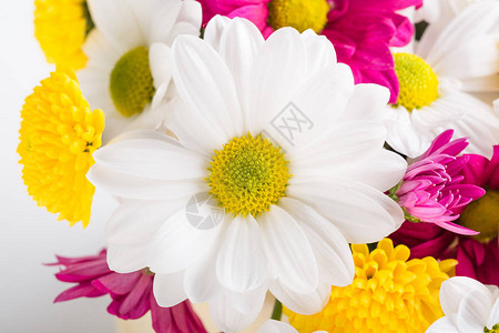 春天的菊花束花卉背景妇女节图片