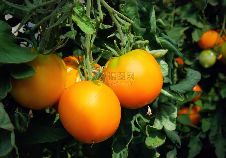 大的黄色西红柿在温室里生长特写图片