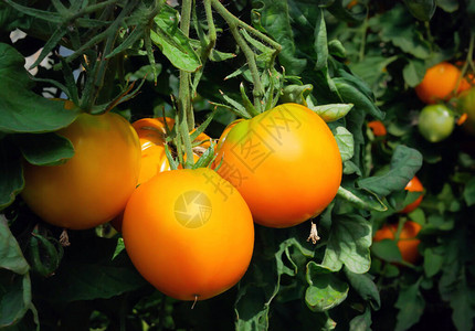 大的黄色西红柿在温室里生长特写图片