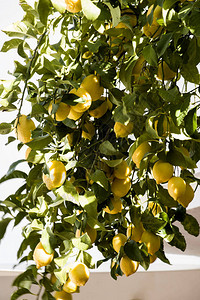 柠檬树枝配黄色熟柠檬图片