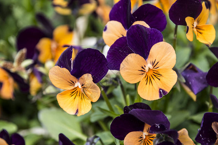 花朵生动的橙色和紫色春季颜色图片