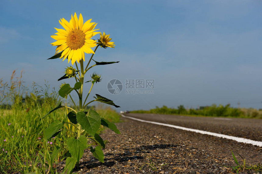 PetrozavodskKulunda公路位于用向日葵和小麦种植图片