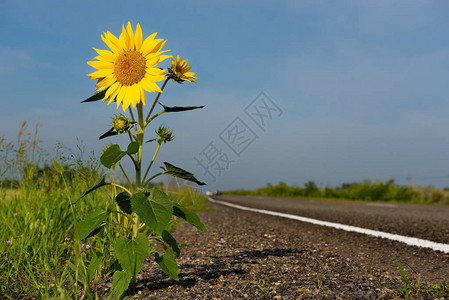 PetrozavodskKulunda公路位于用向日葵和小麦种植图片