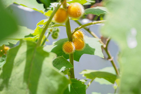 毛茸的茄子Solanumferox或mauek图片