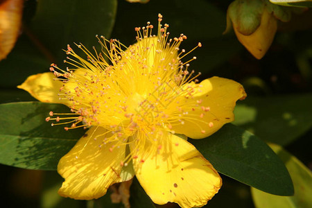 黄色金丝桃花的特写图片