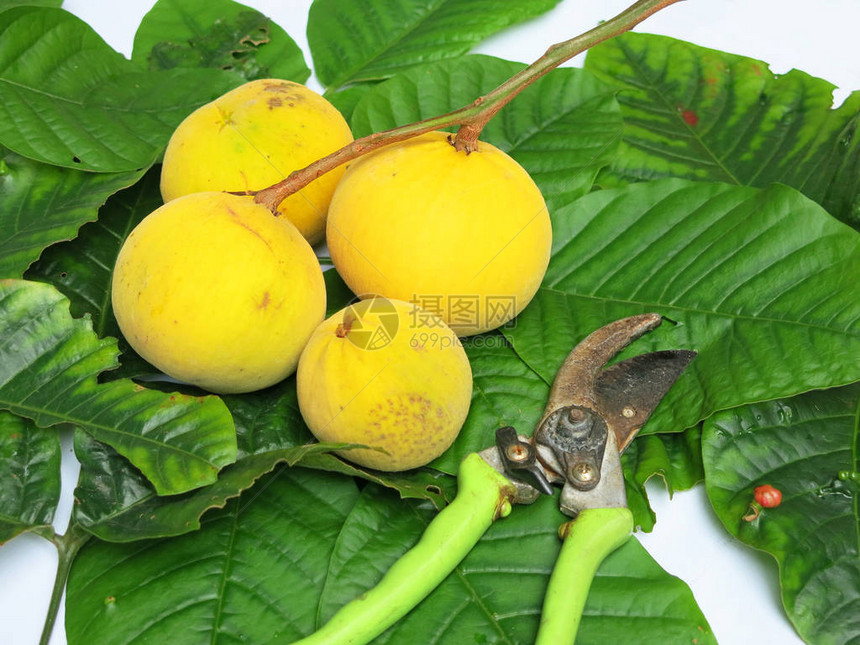 树上新鲜成熟的黄色芒果实图片