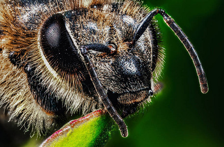 蜜蜂微距特写图片