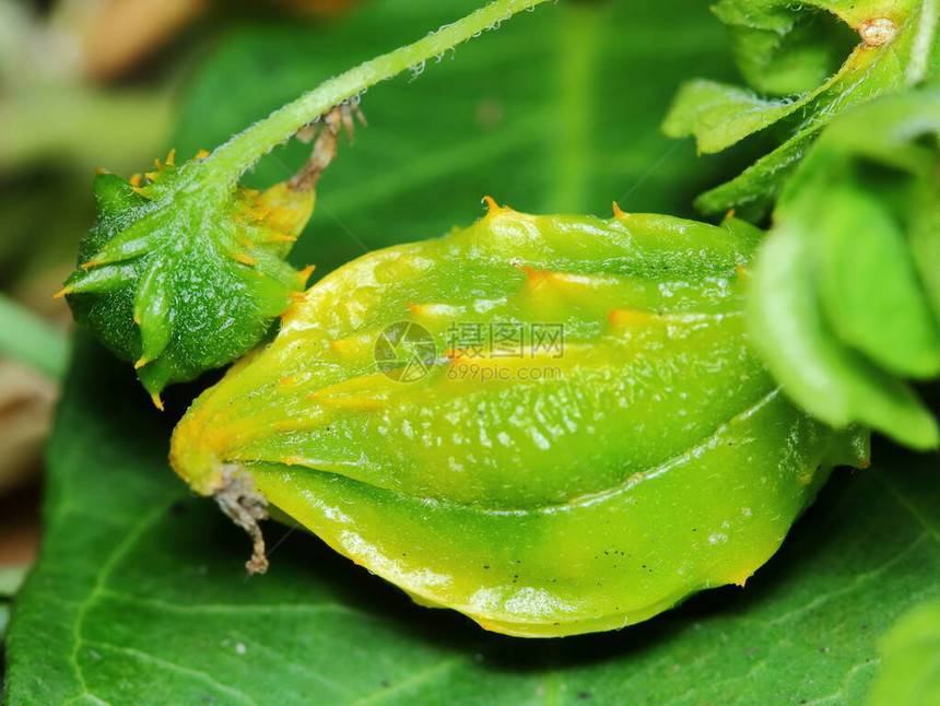 在泰国用于种植草药的天然甜瓜新鲜蔬图片