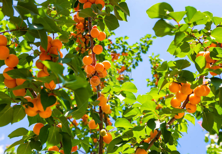 杏子在树上成熟阳光明媚的图片