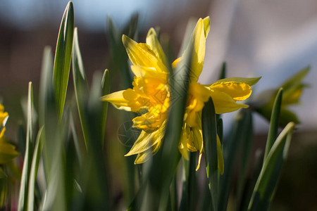 黄色的水仙花以绿草为背景图片
