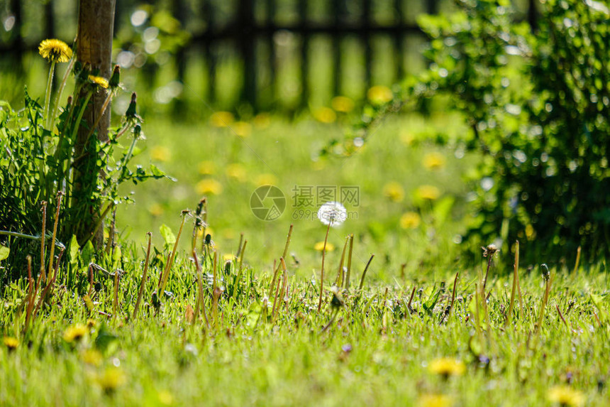 夏季绿草地的绿色黄棕色花朵图片
